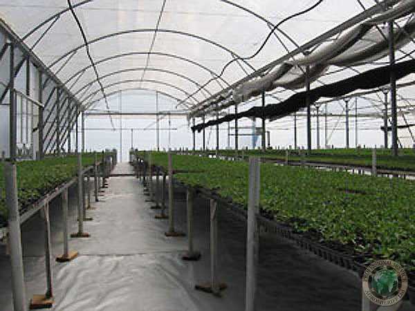 Greenhouse in operation