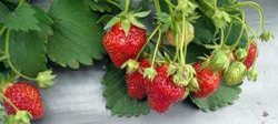 Strawberries in the garden. Album 1