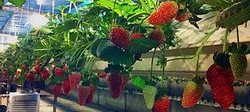 Strawberry in TEDEN-500 TST