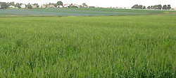 FIELD CROP FARMING