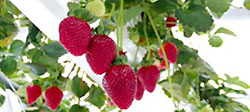 Strawberry 2. greenhouses