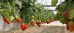 Strawberry in Greenhouse.