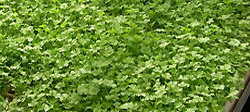 Herbs in Greenhouse