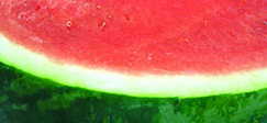 Watermelons Hazera