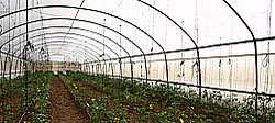 Farm Greenhouse TEDEN-500