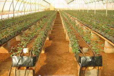 Greenhouse substrate