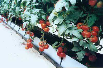 Tomatoes