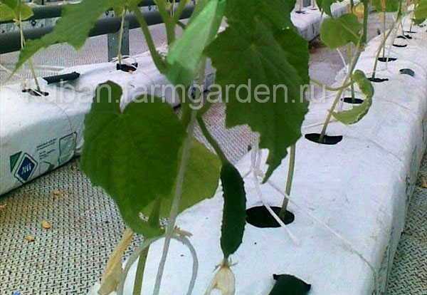 Cultivation of cucumbers