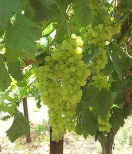 grapes