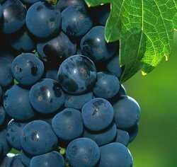 grapes