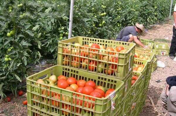 Tomatoes harvest