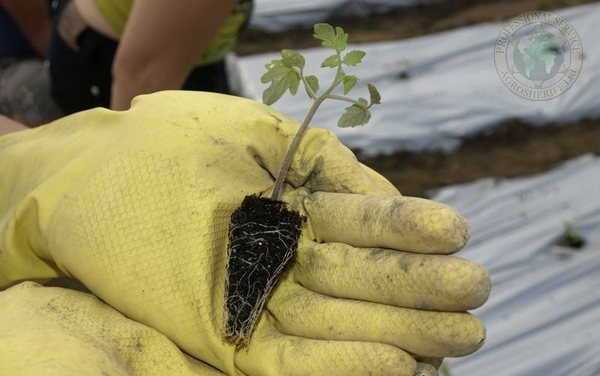 Cassette seedlings