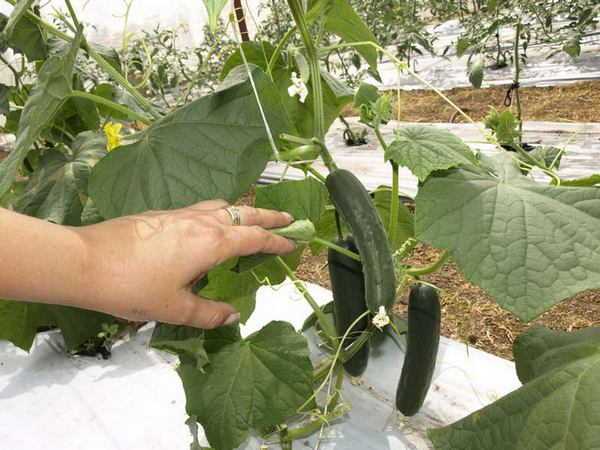 cucumbers