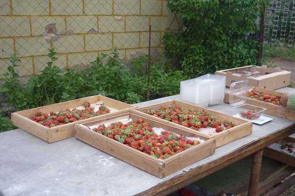 Strawberry harvest