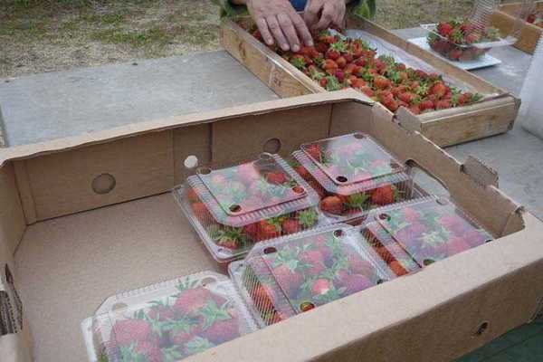 Strawberry harvest.  Packaging.