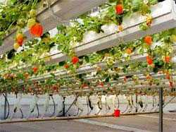 Strawberries in a greenhouse