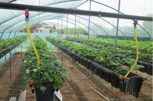 Drip irrigation