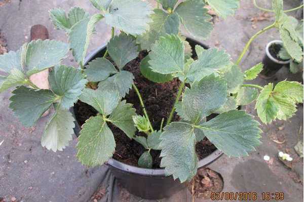 Strawberry seedling