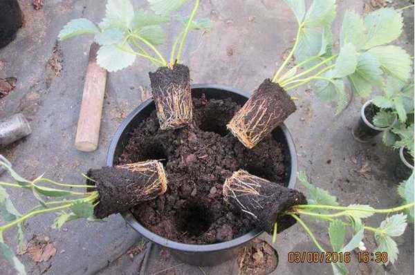 Strawberry seedling