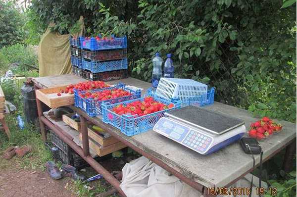 Strawberry Harvest 2016