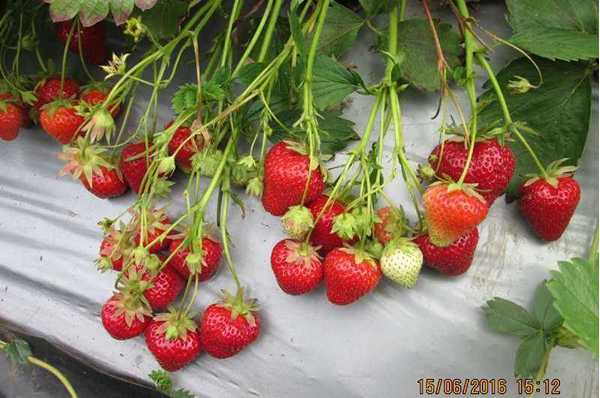 Strawberry Harvest