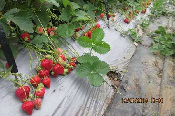 Strawberry Harvest 2016