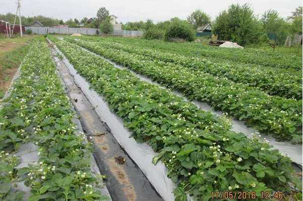 Strawberry Harvest 2016