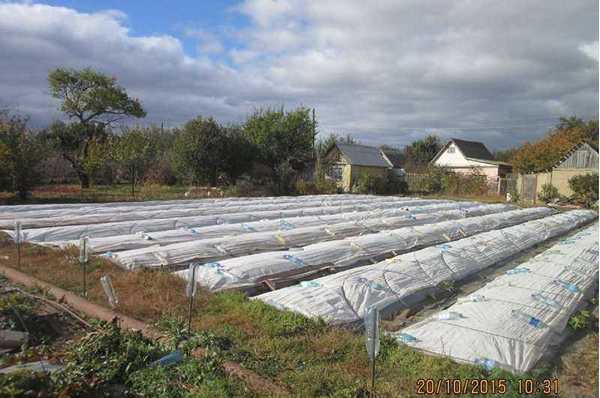 Strawberry planted