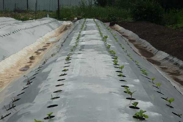 High bed.  Transplanting.