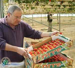 Strawberries - harvest