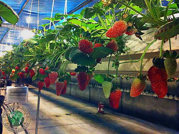 Winter strawberry harvest