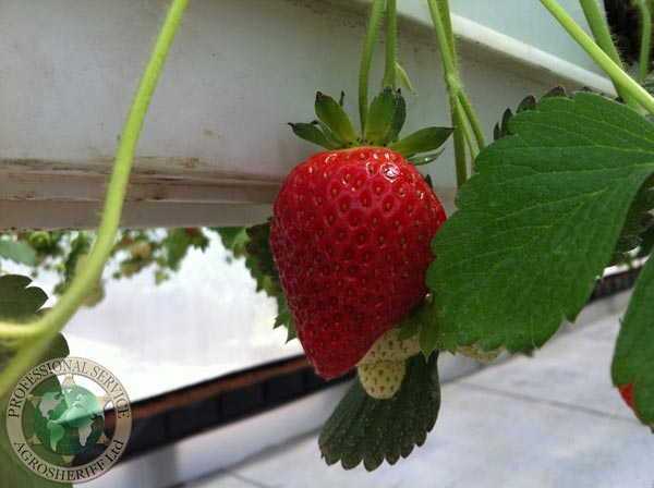 First strawberry crop