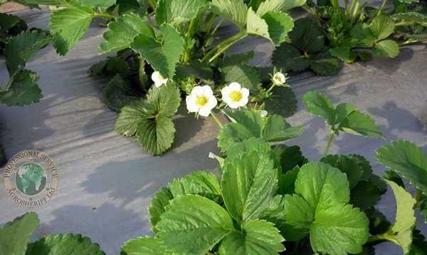 Strawberries bloom