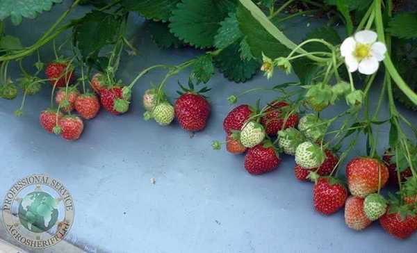 Strawberry harvest