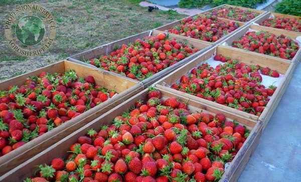 Strawberry harvest