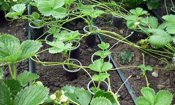 baleen strawberries