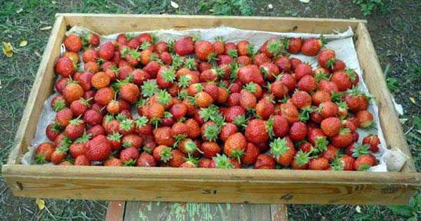 first autumn harvest