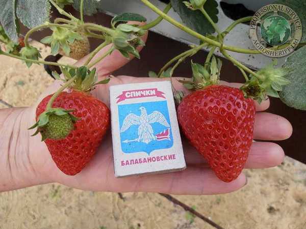 Strawberries hydroponically