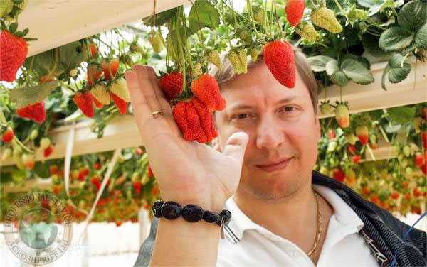 Strawberries in hydroponics