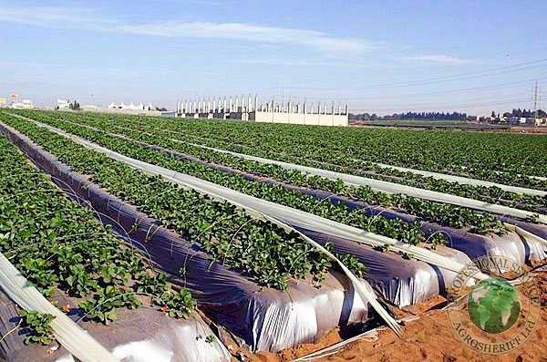 Strawberries on high ridges in low tunnels